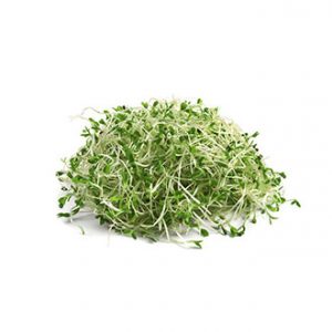 Brotes de Alfalfa