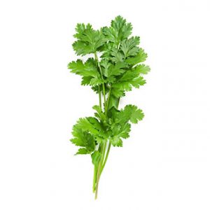 Cilantro