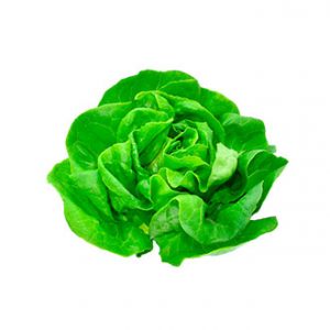 Lechuga Española