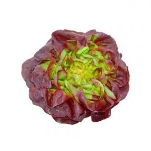 Lechuga Francesa Morada