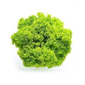 Lechuga Hidro Lolo Verde