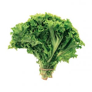 Lechuga Marina Tierra