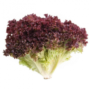 Lechuga Hidro Lolo Rosa
